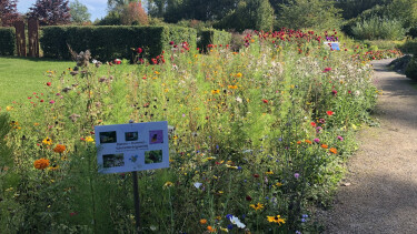 Blick auf Blumen und Pflanzen der „Bienen-Hummel-Schmetterlingsweide“.