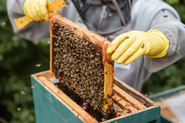 Imker in Schutzkleidung überprüft einen Bienenstock.