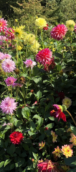 Buntes Stockrosenbeet im Hochsommer.