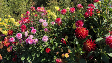 Buntes Stockrosenbeet im Hochsommer.