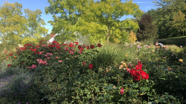 Blühende Rosen mit Blick auf das Florarium.