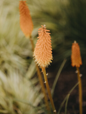 Blüte in Nahaufnahme.